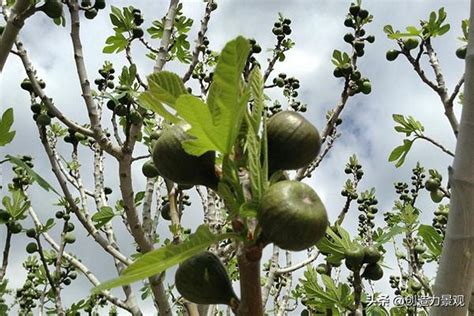 無花果樹 風水|無花果樹風水化解：擺放方法、功效和注意事項【無花果樹風水化。